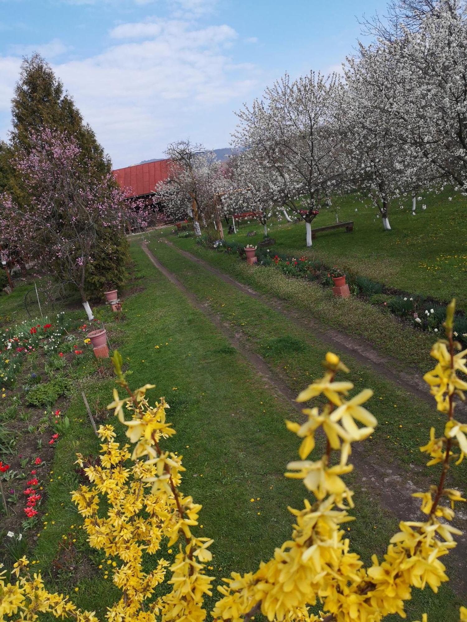 Casa Livada Bunicii Tîrgu Ocna Exterior foto